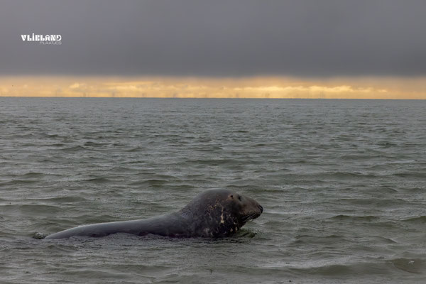 Zeehond in de regen met donkere lucht, november 2025