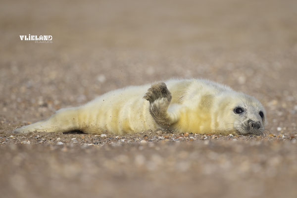 Zeehond pup eerste dag zwaait, dec 24