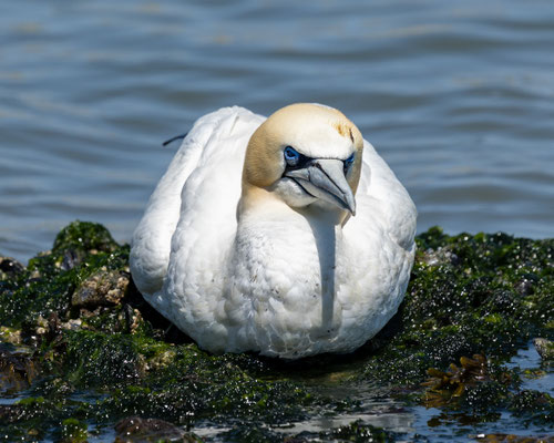 Jan van Gent, juni 22 (2)