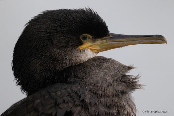 Kuifaalscholver, dec 22