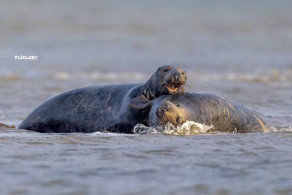 Zeehonden (m) paarperiode actie in het water, december 2025