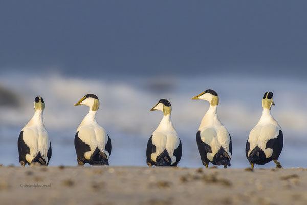 Vijf eidereenden in de avondzon(5)
