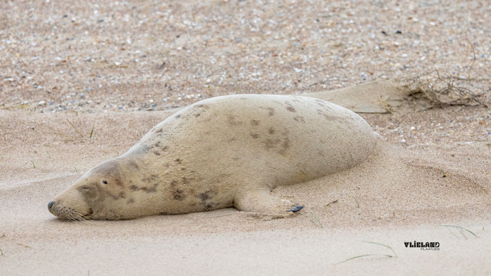 Zeehond slaapt met harde wind en stuifzand-december 2025