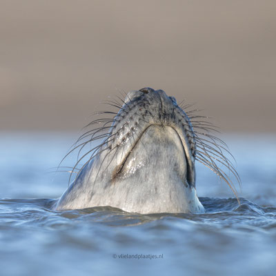 Grijze Zeehond, bek boven water (jan 2024)