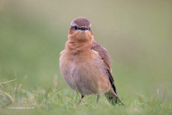 Tapuit, Dijk Jachthaven (6)