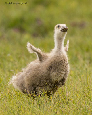 Grauwe Gans, kuiken. 30 mei 2022