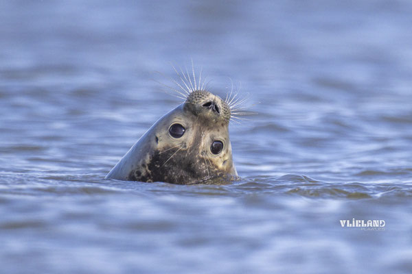 Solo in zee, okt 24 (2)