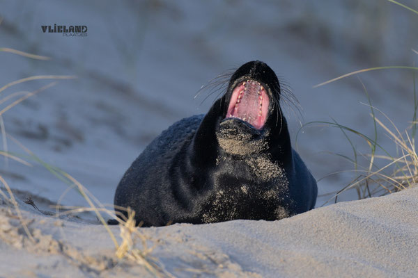 Zeehond met Melanisme laat zijn tanden zien, jan 25