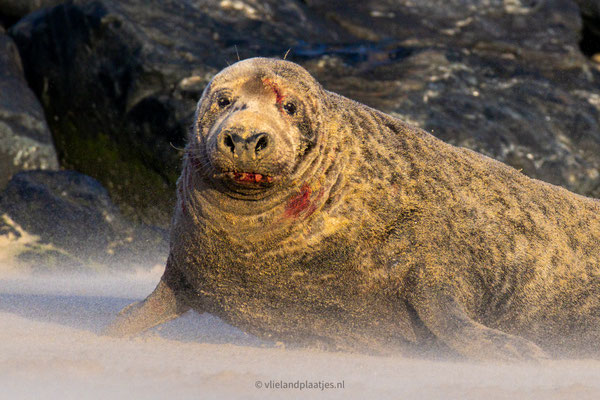 Zeehond geen Knuffelhond (dec 23)