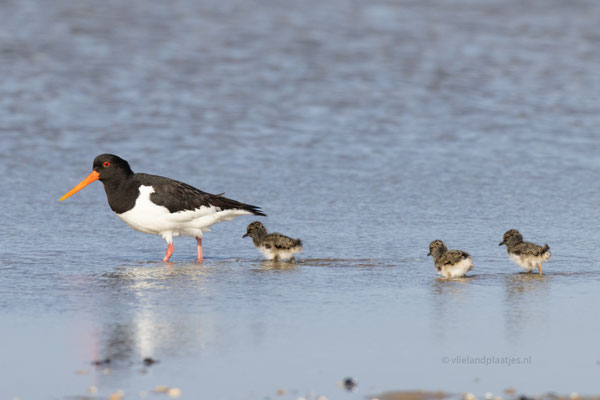 Scholekster drie pullen en de ouder '23