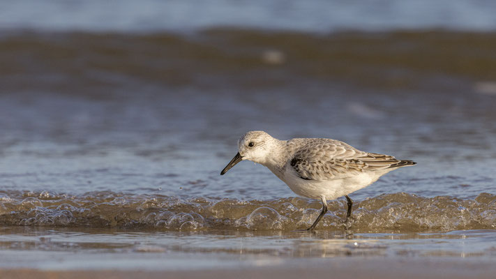 Drieteen strandloper, okt 2021 Noordzeestrand