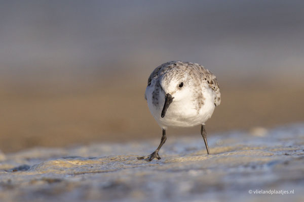 Drieteenstrandloper, Vlieland okt 22 (7+)