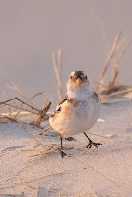 'Sneeuwgors in de avondzon' 13.03.2022