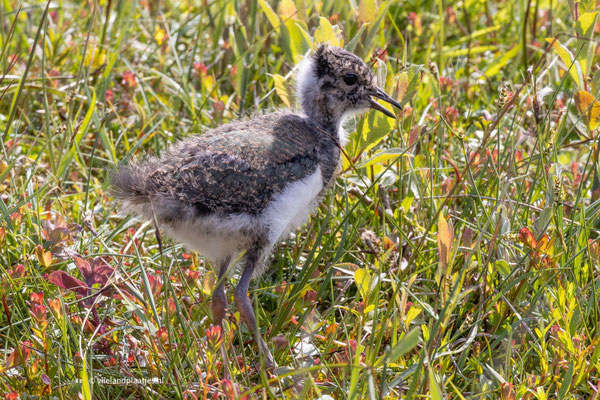 Kievit Pul mei 23 (7)