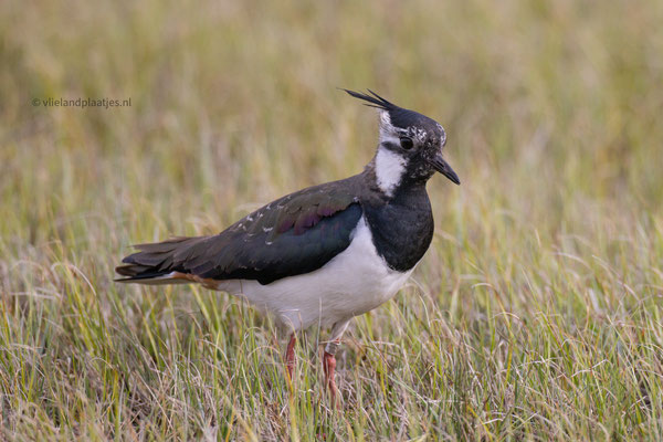 Kievit close up, April 24