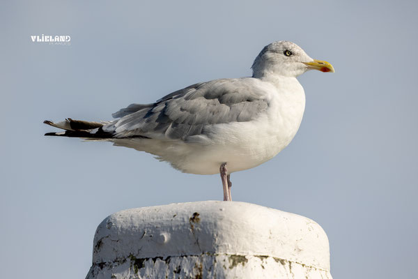 Meeuw op paal close up, September 2025