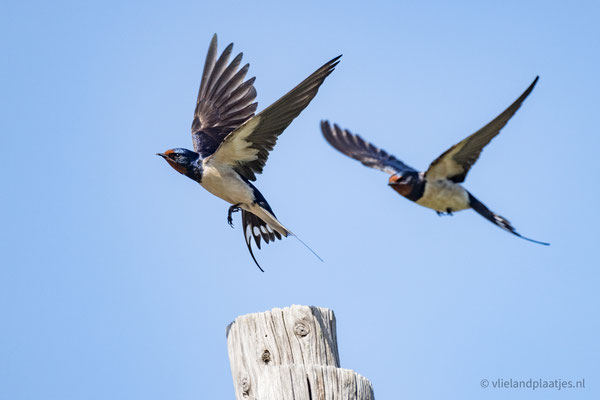 Boerenzwaluwen bij Lange Paal, serie van 12 mei 2022 (7)