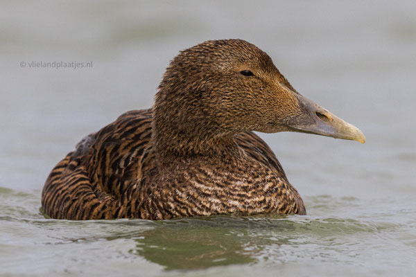 Eidereend (v) close up feb 24 (3)