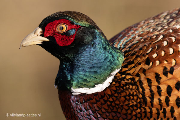 De Fazant knippert, 10.01.2021