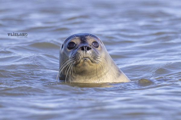 Solo kijkt, okt 24 (14)