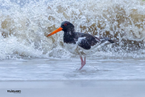 Scholekster in de harde wind, okt 2025
