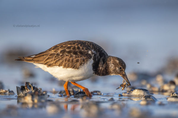 Steenloper in de avondzon, maart 24 (4)