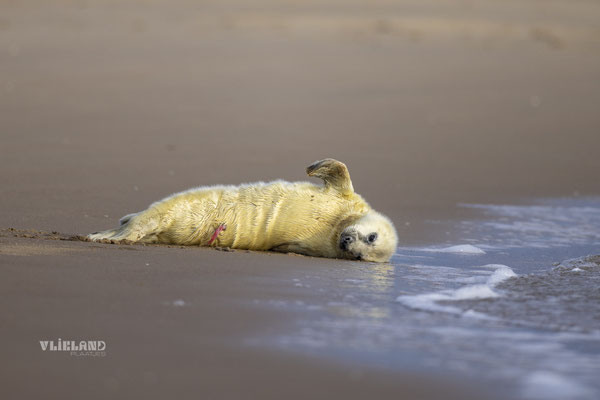 Pup met navelstreng aan de vloedlijn, dec 24 (2)