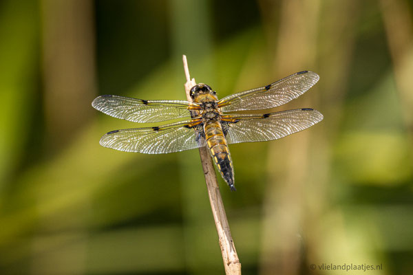 Viervlek Libel, mei 22