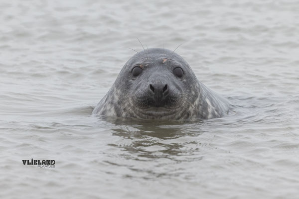 Jonge Zeehond, kop boven water dec 24