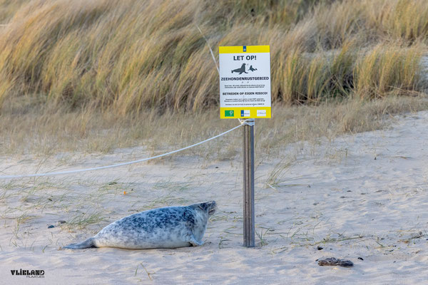 Zeehond PuP afgespeend bij 30 meter Bord-december 2025