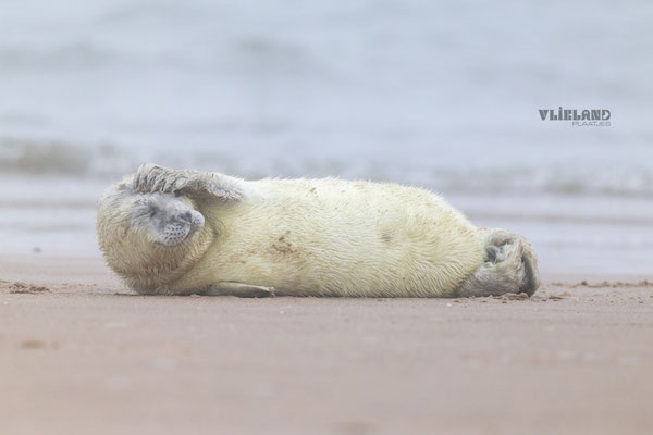 Zeehond pup krabt zijn kop, dec 24