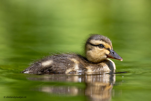 Eenden pul IJsbaan, mei 23 (8)