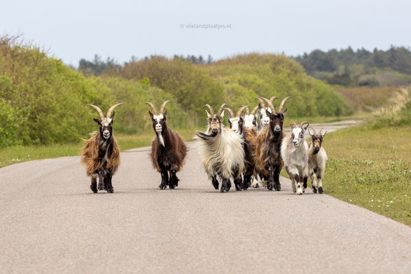 even zoals vroeger...maar anders dan het bedoeld was. Geiten op de Postweg II