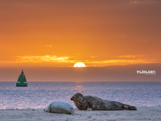 Moeder met jong tijdens zonsopkomst, dec 2023