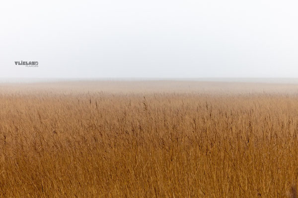 Riet bij het Posthuiswad, 10 feb 2026