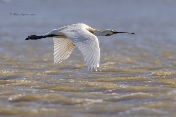 Lepelaar laag over het Wad vliegend, april 2024