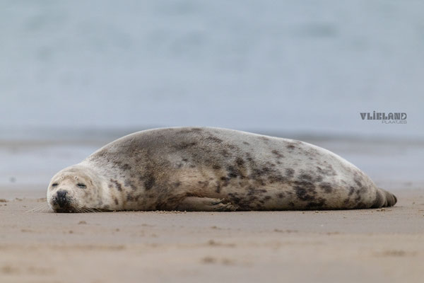 Zeehond vrouwtje slaapt, jan 25