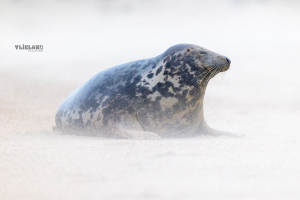 Zeehond in zandstorm, dec 24