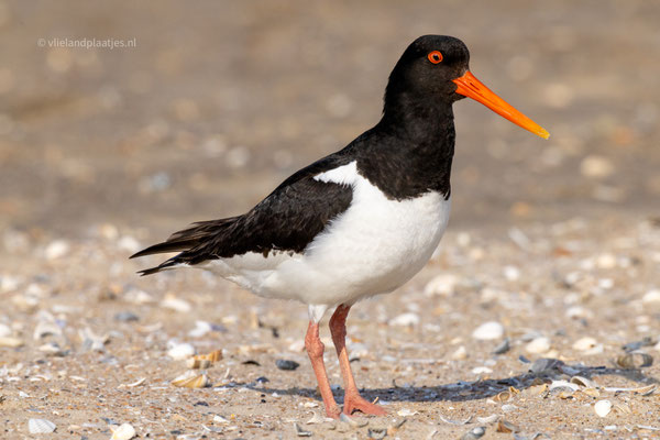 Scholekster close upje strand' 23