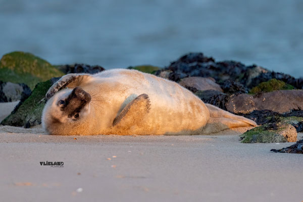 Zeehond pup neus ontvacht in slaapstand, januari 2026 
