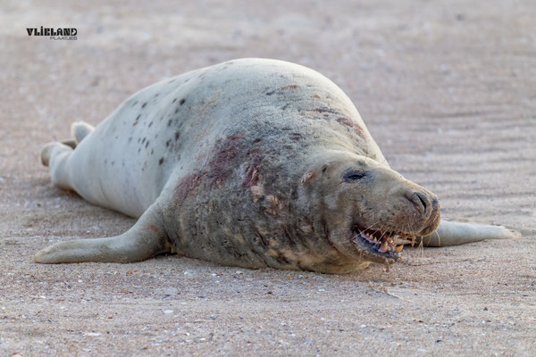 Zeehond (m) met bijtwonden-2, januari 2026