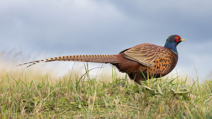 de Fazant (11) nov 2021