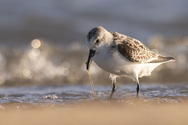 Drieteenstrandloper, Vlieland okt 22 