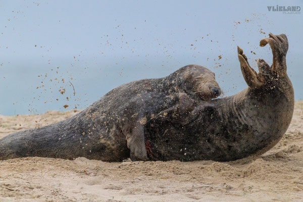 Zeehonden in gevecht het zand vliegt rond, jan 25