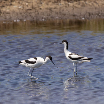 Twee Kluten (juni22)