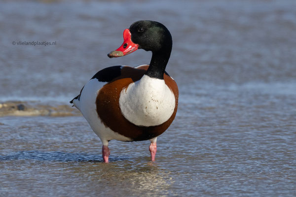 Bergeend met modder op de snavel (april 24)