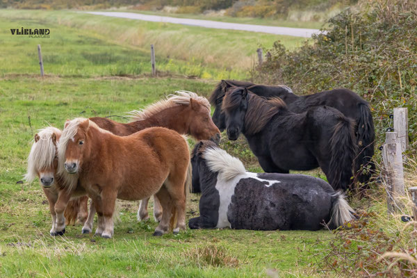 Shetlanders zoeken beschutting bij elkaar met Harde wind, okt 2025