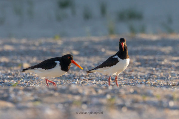 Koppeltje Scholekster in het avond licht '23