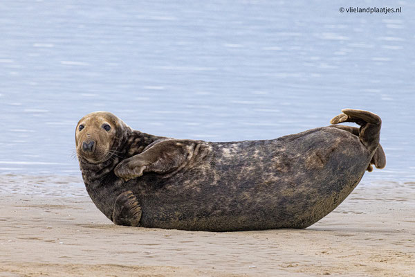 Zeehond in luierstand, dec 2022 (4)