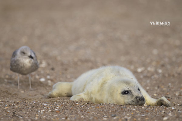 Meeuw wil navelstreng pup, dec 2024